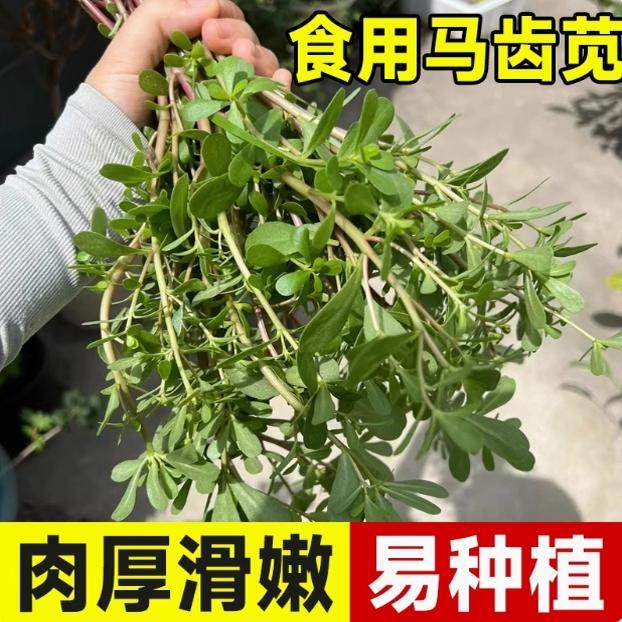 马齿苋菜种籽新鲜四季蔬菜种子马芷苋室内阳台庭院盆栽简单好种孑,淘宝优惠券,粉丝福利购,淘宝优惠卷