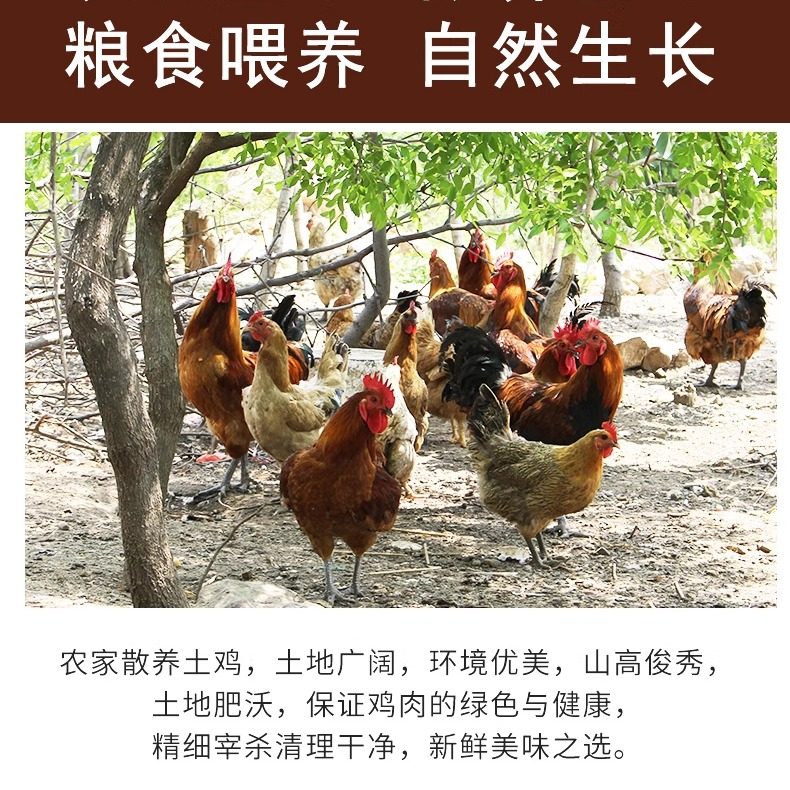 正宗黄油老母鸡农家散养土鸡新鲜现杀农村笨鸡走地鸡月子整鸡肉,淘宝优惠券,粉丝福利购,淘宝优惠卷