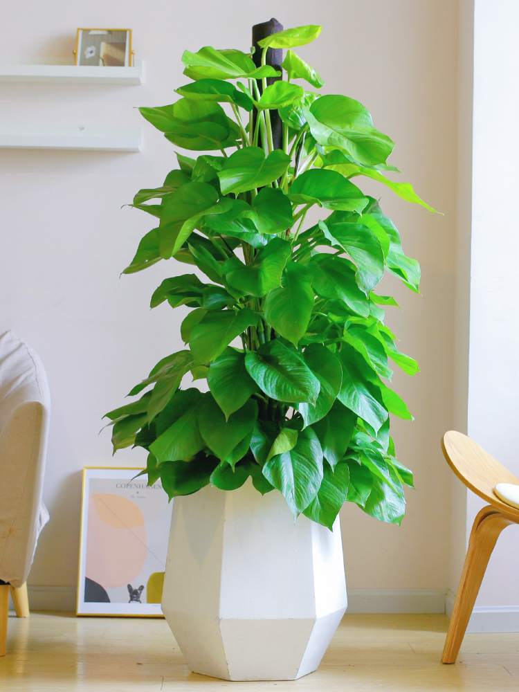 大叶绿萝柱盆栽客厅室内办公室吸甲醛净化空气大绿箩柱绿植物好养 - 图3