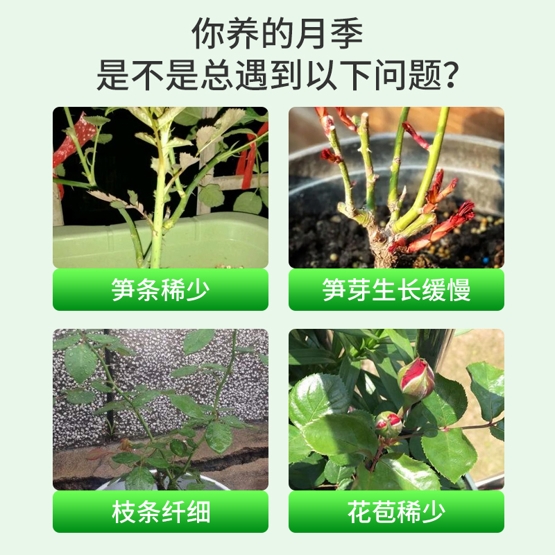 植美施月季爆笋肥盆栽月季花专用肥家庭园艺氮磷钾肥料花卉专用 - 图0