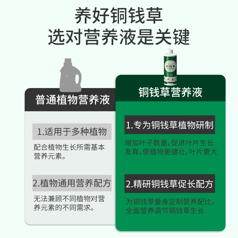 土培水培铜钱草专用肥植物营养液家用金钱草黄叶肥料盆栽通用肥 - 图2