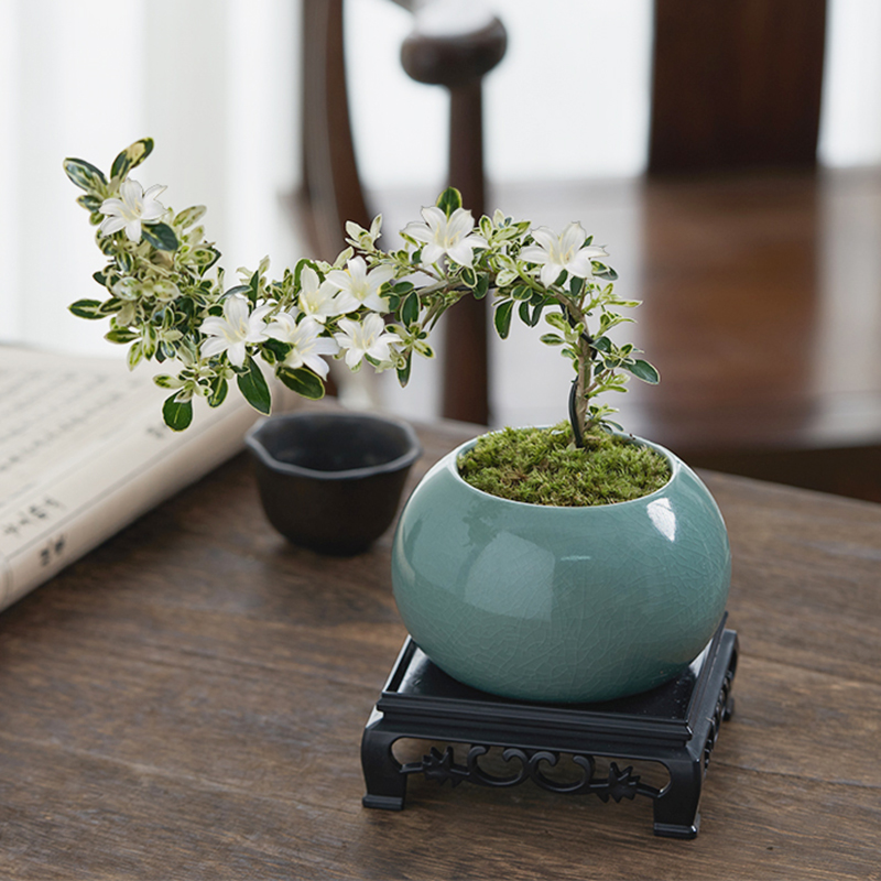 六月雪盆景悬崖红花茶桌禅意室内窗台小绿植物办公室茶几桌面盆栽,淘宝优惠券,粉丝福利购,淘宝优惠卷