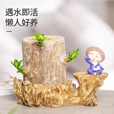 巴西木室内趣味盆栽格鲁特卧室客厅趣味绿植植物幸运木带苞芽水培 虎窝淘
