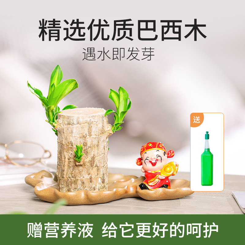 巴西木室内趣味盆栽格鲁特卧室客厅趣味绿植植物幸运木带苞芽水培怎么样 多少钱 功效与作用 价格 好不好 说明书 效果 购物精选网