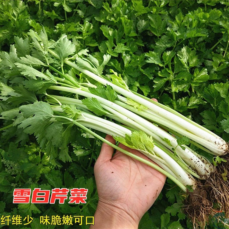 白色芹菜种子孑四川白杆芹菜阳台盆栽农家四季播蔬菜种籽雪白实芹-图0