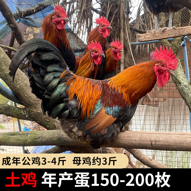 鸡种蛋受精蛋可孵化红瑶土鸡纯种受精蛋孵小鸡九斤红鸡种蛋受精卵,淘宝优惠券,粉丝福利购,淘宝优惠卷