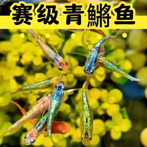 观背青鳉精品天使之翼鱼卵260颗混发16品种混色冷水鱼小型观赏鱼 - 图2