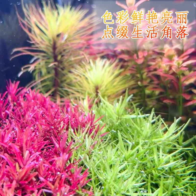 99种中后景水草鱼缸水族箱草缸新手造景植物活体淡水红宫廷红丁香-图3