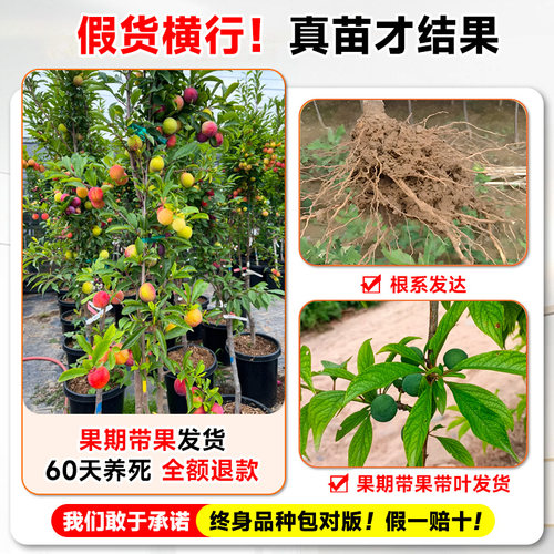 李子树苗国峰7号脆甜果树果苗盆栽蜂糖新品种特大号南北方可种植 - 图0