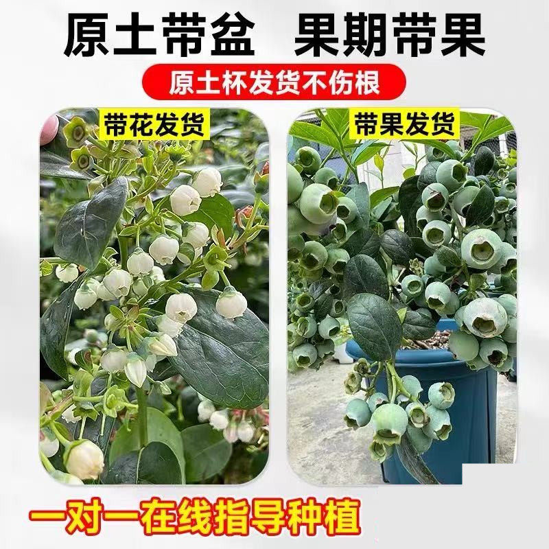 蓝莓树果苗l25盆栽特大带果发货蓝梅树苗南北方种植果苗四季果树,淘宝优惠券,粉丝福利购,淘宝优惠卷