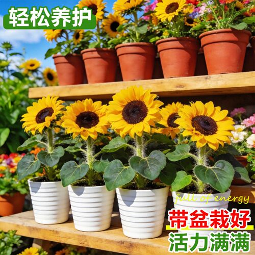 向日葵盆栽带花成品大苗阳台花卉绿植四季开太阳花种子室内鲜花束 - 图2
