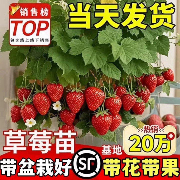 奶油草莓苗原盆原土四季结果红颜盆栽带果阳台南北方种植果苗秧苗,淘宝优惠券,粉丝福利购,淘宝优惠卷
