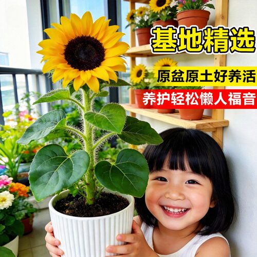 向日葵盆栽带花成品大苗阳台花卉绿植四季开太阳花种子室内鲜花束 - 图1