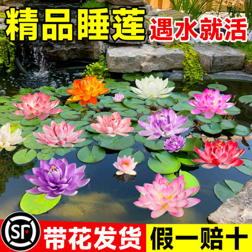 睡莲水培植物带花苞盆栽鱼池莲花水养观赏荷花藕种水养苗四季开花 - 图1