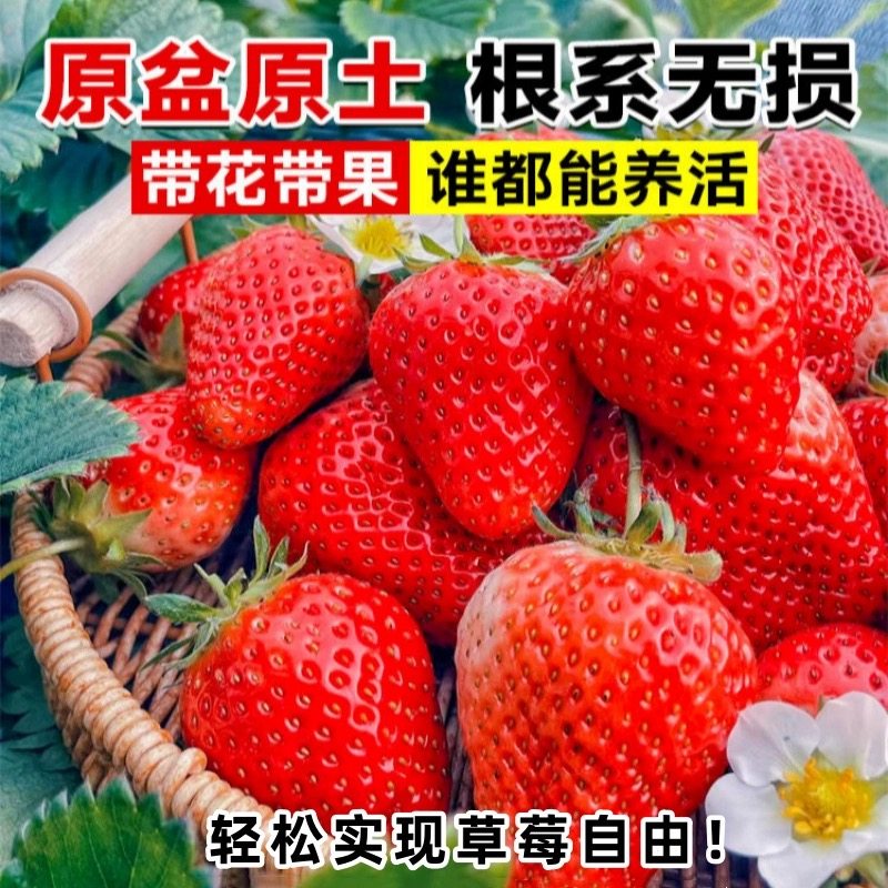 奶油草莓苗原盆原土四季结果红颜盆栽带果阳台南北方种植果苗秧苗,淘宝优惠券,粉丝福利购,淘宝优惠卷