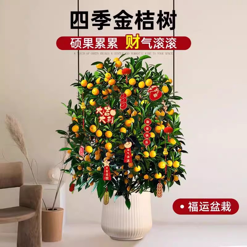 大型金桔树盆栽带果四季桔子树盆景植物室内客厅可食用橘子树年桔