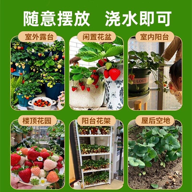 奶油草莓苗原盆原土四季结果红颜盆栽带果阳台南北方种植果苗秧苗,淘宝优惠券,粉丝福利购,淘宝优惠卷