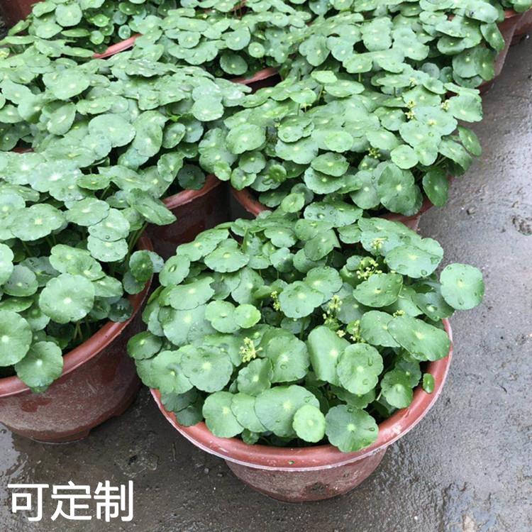 基地铜钱草盆栽花卉金钱草土培桌面盆栽绿植多肉植物 - 图2