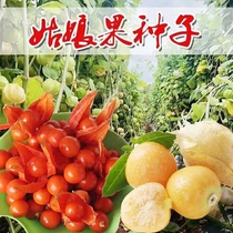 North East Girl Fruit Lantern Fruits Seed Red Sweet and Mushrooms Maiden Courtyard Autumn Season easy to grow fruit seeds