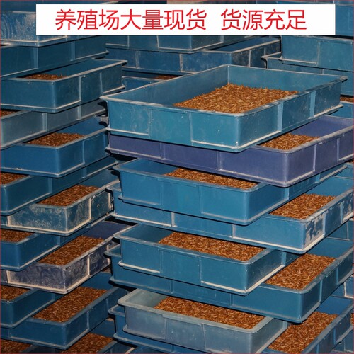 面包虫活的虫子喂鸡喂鸟吃的活物活体龙鱼蝎子画眉八哥乌龟食鲜活 - 图2