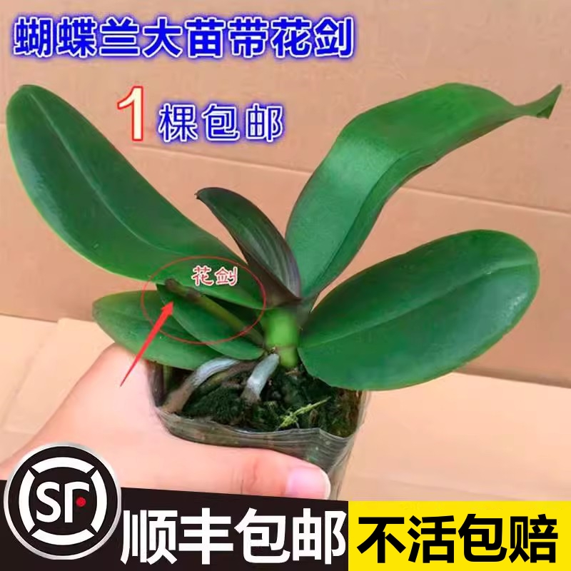 蝴蝶兰盆栽带花剑带花苞花苗兰花大苗客厅室内植物花卉四季好养活 - 图0