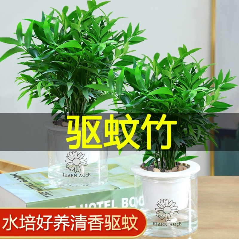 竹柏驱蚊竹水培植物室内客厅水养绿植花卉盆栽办公室桌面四季好养-图1