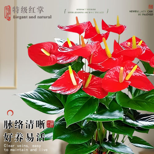 红掌盆栽招财旺宅桌面盆景鸿运当头办公室花卉绿植室内外禅意四季 - 图1
