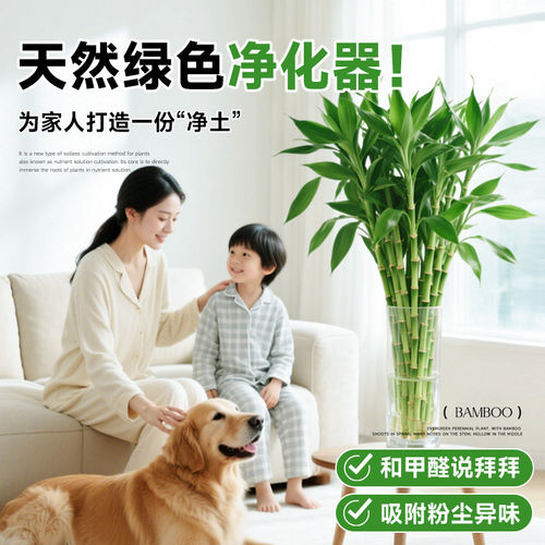 富贵竹水培植物客厅招财花卉绿植盆栽室内四季好养粗杆带根水竹子 - 图3