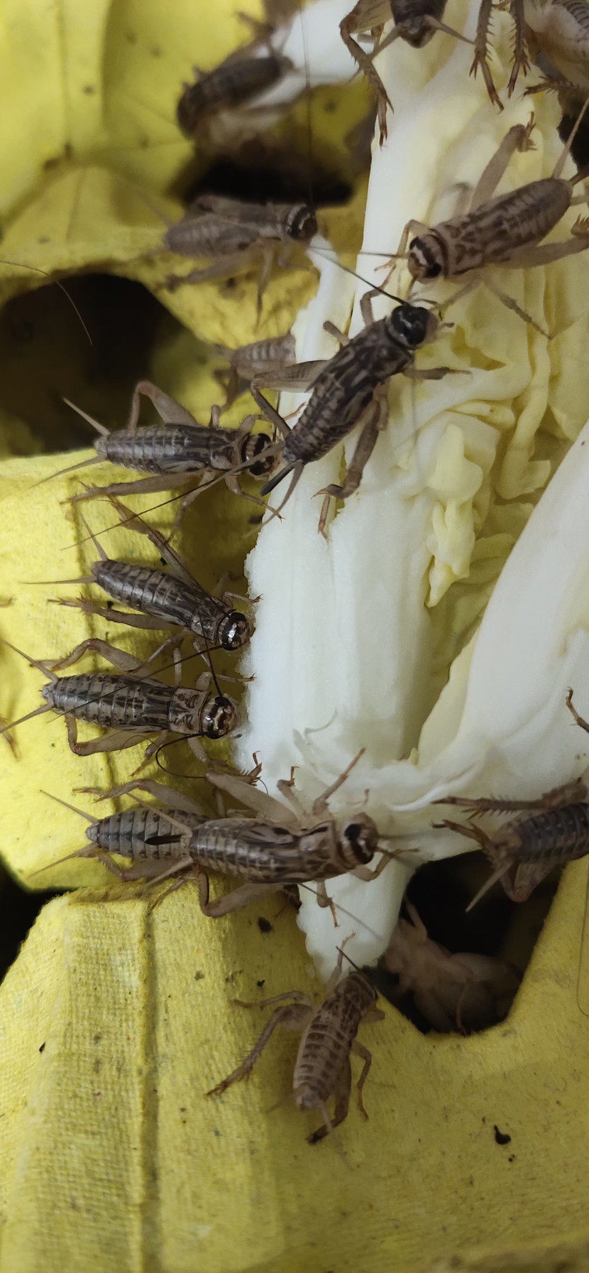 蛐蛐白蟋蟀针头油葫芦爬宠蜘蛛鸟蚂蚁 龙鱼活体饲料亚成体0.5-2cm
