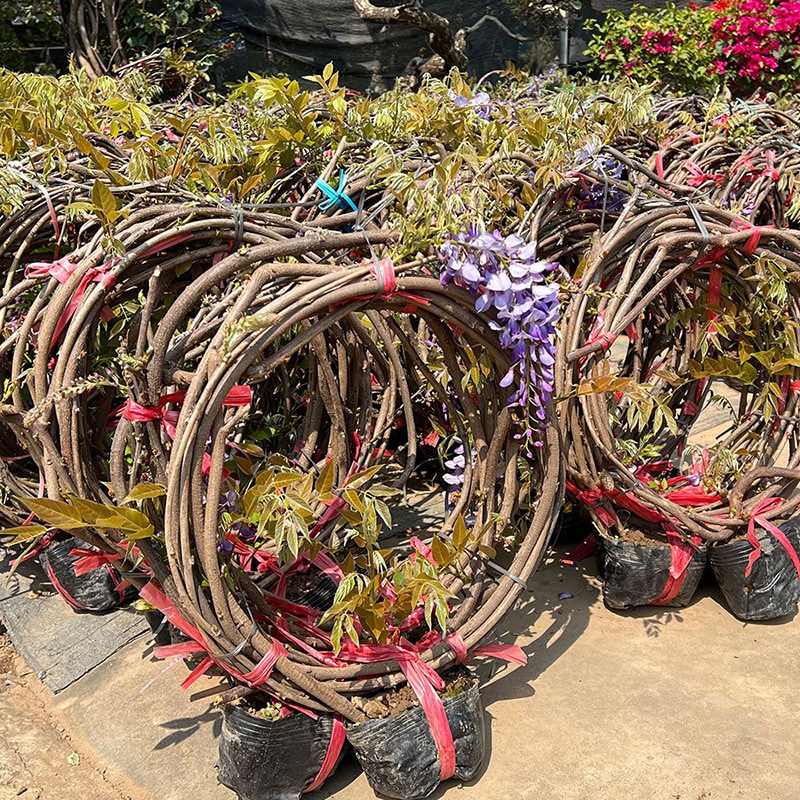 紫藤花树苗带花苞室外庭院老桩爬藤植物四季开花耐寒易活花卉盆栽 - 图1