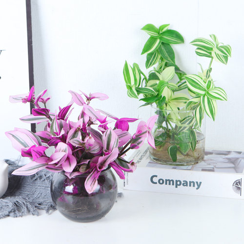 水培植物婚礼油画吊兰盆栽兰锦紫兰露阳台室内办公桌水养绿植花卉 - 图0