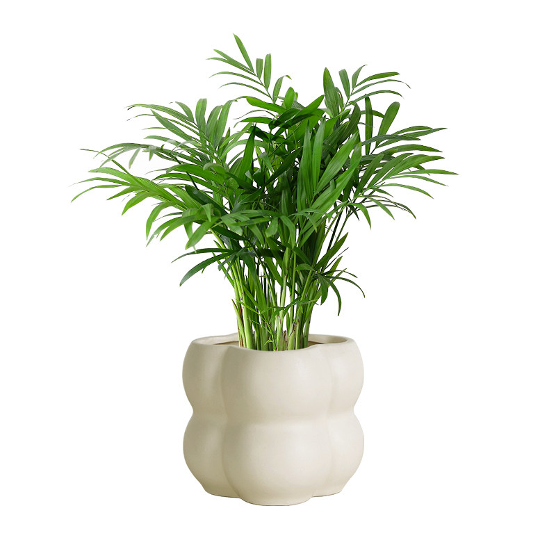 袖珍椰子散尾葵绿植花卉室内客厅四季常青凤尾竹懒人好养植物盆栽,淘宝优惠券,粉丝福利购,淘宝优惠卷