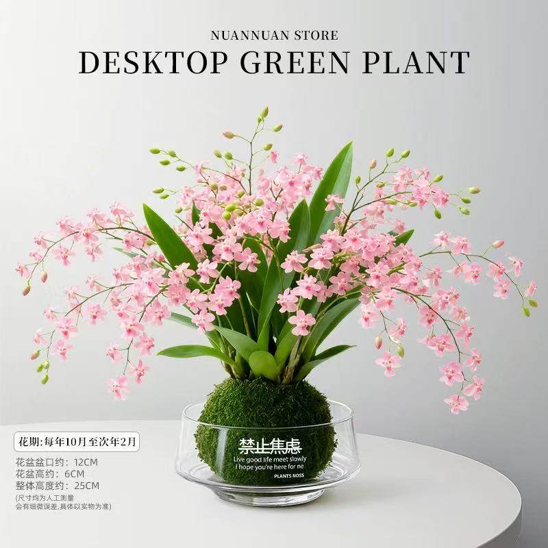 文心兰苔藓球粉色带花苞盆栽客厅室内香水梦香兰花卉年宵花植物,淘宝优惠券,粉丝福利购,淘宝优惠卷