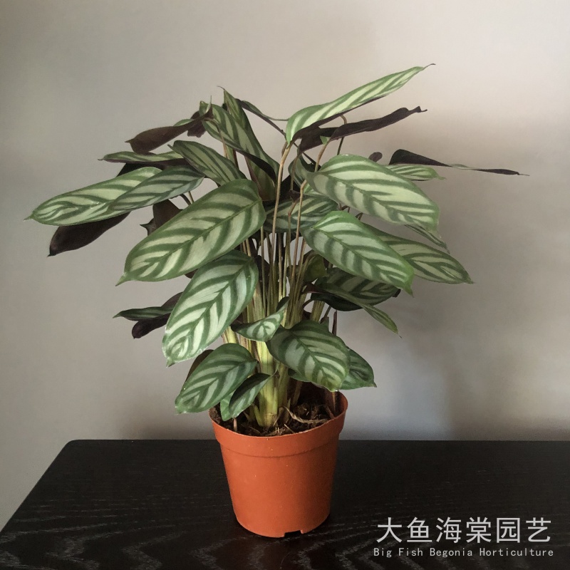 飞羽竹芋美丽之星孔雀观叶植物喜阴绿植花卉室内盆栽净化空气