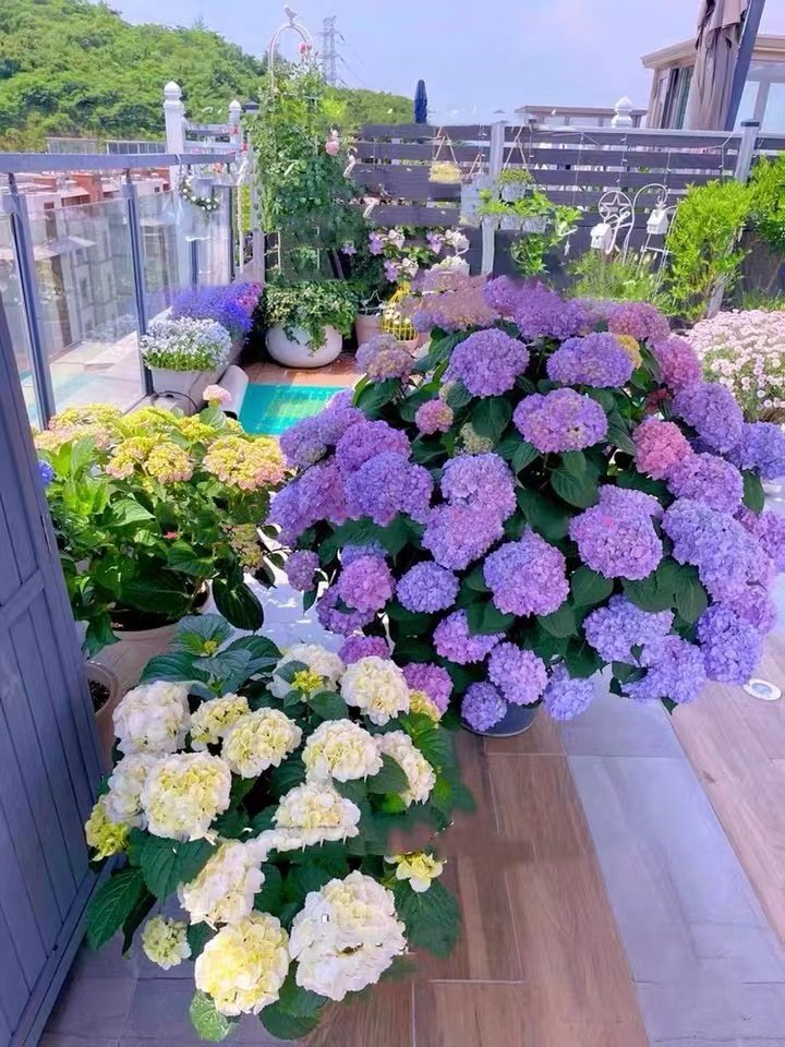 绣球花苗盆栽花卉植物室内好养多季开花不断无尽夏大花易成活花卉,淘宝优惠券,粉丝福利购,淘宝优惠卷