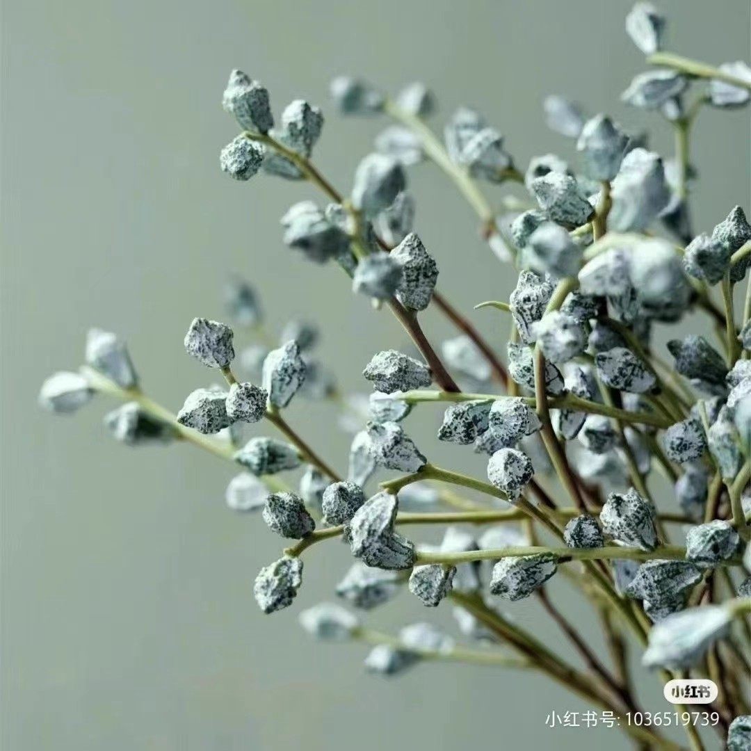 高品质云南新鲜尤加利果尤加利叶鲜花新鲜花材可做干花水培好养,淘宝优惠券,粉丝福利购,淘宝优惠卷