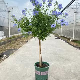 蓝雪花盆栽花卉耐阴好养阳台花园观赏爬藤植物耐热易养活白雪花 - 图0