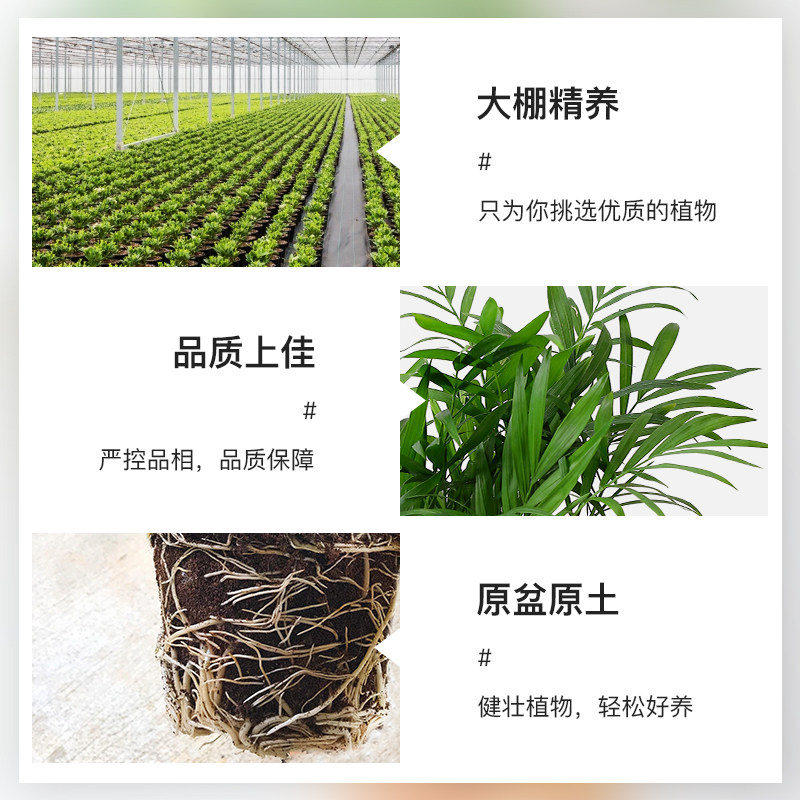 袖珍椰子散尾葵绿植花卉室内客厅四季常青凤尾竹懒人好养植物盆栽,淘宝优惠券,粉丝福利购,淘宝优惠卷