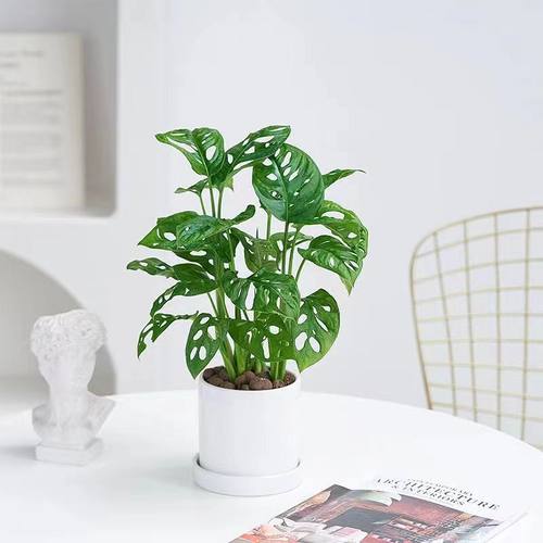 水培植物仙洞龟背竹洞芋盆栽室内桌面耐阴植物四季好养水养绿植 - 图1