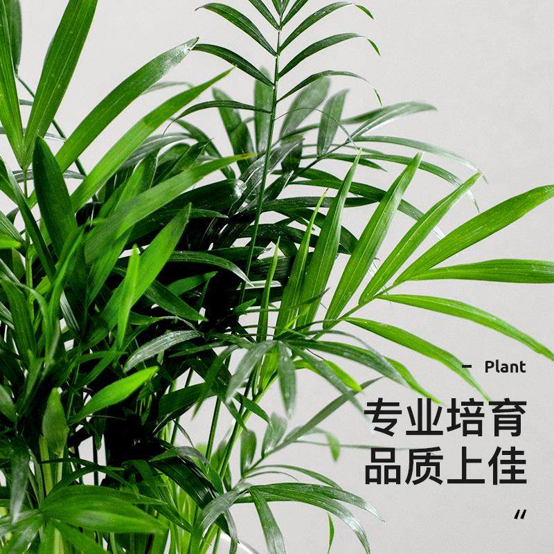 袖珍椰子散尾葵绿植花卉室内客厅四季常青凤尾竹懒人好养植物盆栽,淘宝优惠券,粉丝福利购,淘宝优惠卷