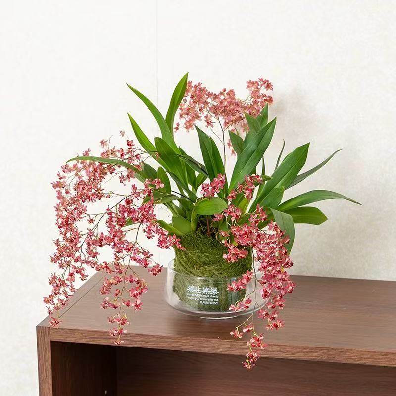 文心兰苔藓球粉色带花苞盆栽客厅室内香水梦香兰花卉年宵花植物,淘宝优惠券,粉丝福利购,淘宝优惠卷