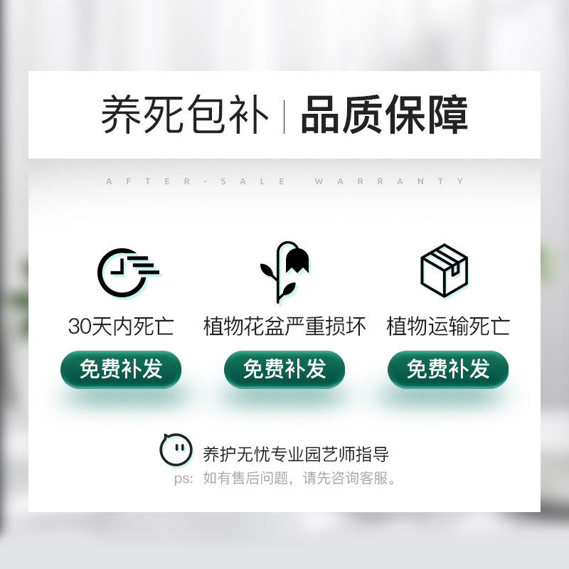 袖珍椰子散尾葵绿植花卉室内客厅四季常青凤尾竹懒人好养植物盆栽,淘宝优惠券,粉丝福利购,淘宝优惠卷