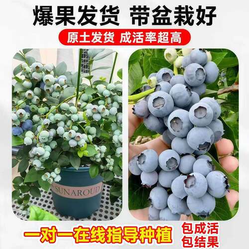 蓝莓树果苗盆栽带果发货阳台南北方种植蓝莓果树苗特大号当年结果 - 图1
