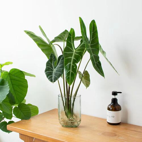 大仙女海芋水培植物绿植桌面好养活花卉盆栽办公室客厅四季常青 - 图1