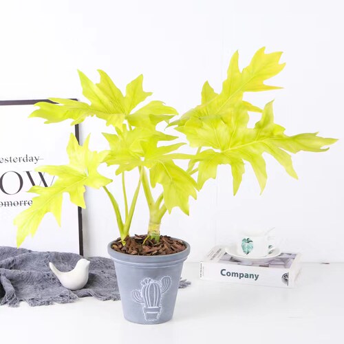 水培植物春羽盆栽瓦塞维奇蔓绿绒室内桌面稀有植物水养绿植花卉 - 图2