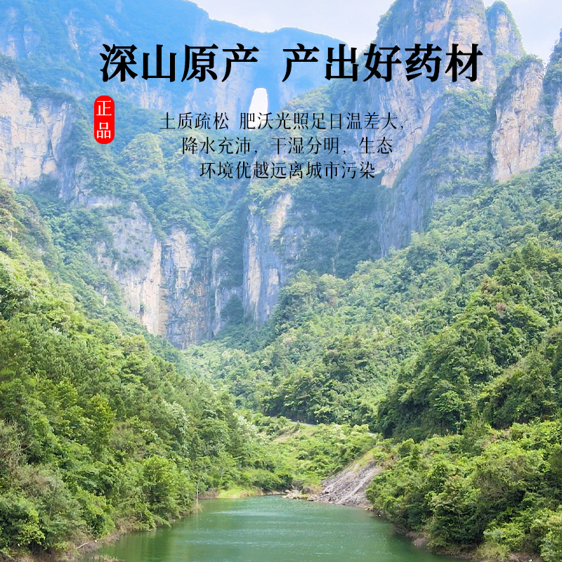 女贞子菊花中药材组合茶包正品胎菊加女真子泡水喝和沙苑子野生