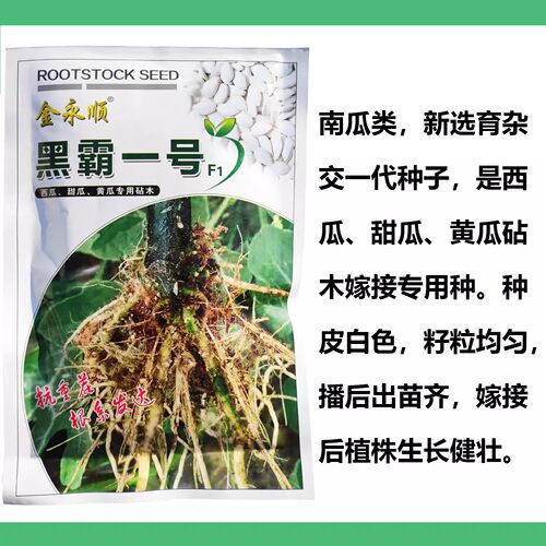 沾木杂交新鲜白籽南瓜种子种籽西瓜甜瓜黄瓜嫁接砧木抗病虫根系好 - 图2