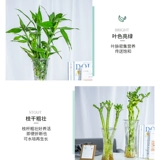 Богатые бамбуковые гидропонные растения гостиная комната комната помещений в помещении, высокие четыре сезона, зеленые растения с доставкой корней