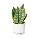 Золотой тигр Pilan в горшках цветочный цветок зеленый растение засуха засуха четыре сезона вечнозелены