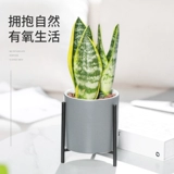 Золотой тигр Pilan в горшках цветочный цветок зеленый растение засуха засуха четыре сезона вечнозелены